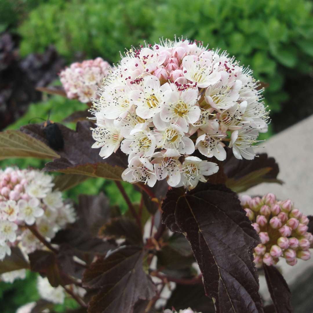 Close up of white Red Robe Physocarpus bloom